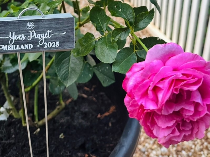 Make Gorgeous DIY Plant Markers on a&nbsp;Laser